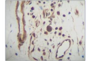 Image no. 1 for anti-Chemokine (C-X-C Motif) Ligand 14 (CXCL14) antibody (ABIN181664)