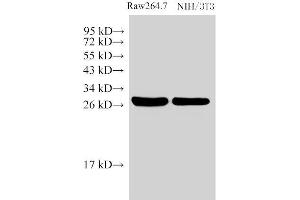 Western Blot analysis of 1)Raw264. (Galectin 3 anticorps)