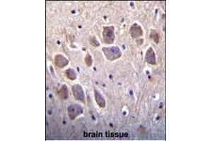 DSCR1L1 antibody (N-term) (ABIN652191 and ABIN2840735) immunohistochemistry analysis in formalin fixed and paraffin embedded human brain tissue followed by peroxidase conjugation of the secondary antibody and DAB staining.