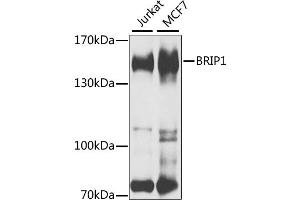 Western blot analysis of extracts of various cell lines, using BRIP1 antibody. (BRIP1 anticorps)