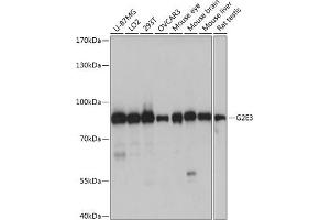 Western blot analysis of extracts of various cell lines, using G2E3 antibody (ABIN7267322) at 1:1000 dilution. (G2E3 anticorps  (AA 1-180))
