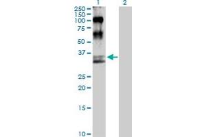 Western Blot analysis of MAP2K6 expression in transfected 293T cell line by MAP2K6 MaxPab polyclonal antibody. (MAP2K6 anticorps  (AA 1-334))