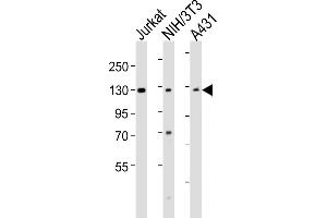 All lanes : Anti-HNRNPU Antibody (C-term) at 1:2000 dilution Lane 1: Jurkat whole cell lysates Lane 2: NIH/3T3 whole cell lysates Lane 3: A431 whole cell lysates Lysates/proteins at 20 μg per lane. (HNRNPU anticorps  (C-Term))