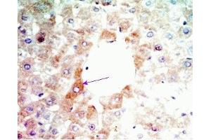 Rat liver tissue was stained by Anti-Angiopoietin-related Growth-Factor (AGF) /ANGIOPOIETIN - LIKE 6 (ANGPTL6) (215-350) (Mouse) (ANGPTL6 anticorps  (AA 215-230))