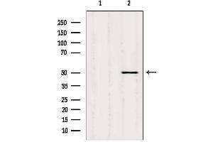 Western blot analysis of extracts from hela, using SQRDL antibody. (SQRDL anticorps)