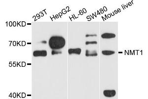 Western blot analysis of extract of various cells, using NMT1 antibody.
