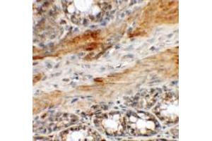 Immunohistochemistry of CCP110 in rat colon tissue with CCP110 antibody at 5 ug/mL.