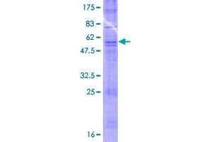 Image no. 1 for Olfactory Receptor, Family 52, Subfamily A, Member 1 (OR52A1) (AA 1-312) protein (GST tag) (ABIN1313561)