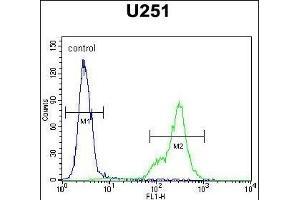 SCRN1 Antibody (N-term) (ABIN651459 and ABIN2840252) flow cytometric analysis of  cells (right histogram) compared to a negative control cell (left histogram).