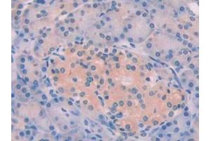 Detection of STC1 in Human Pancreas Tissue using Polyclonal Antibody to Stanniocalcin 1 (STC1)