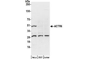 Western Blotting (WB) image for anti-ARP6 Actin-Related Protein 6 Homolog (ACTR6) (AA 1-50) antibody (ABIN7453021)