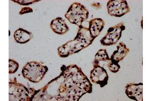 IHC image of ABIN7165091 diluted at 1:1200 and staining in paraffin-embedded human placenta tissue performed on a Leica BondTM system.