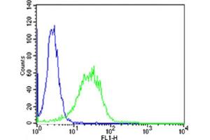 Flow cytometric analysis of Hela cells using PIP4K2A Antibody (C-term)(green, Cat(ABIN6243276 and ABIN6577805)) compared to an isotype control of rabbit IgG(blue).