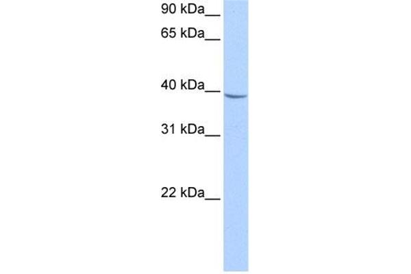 NUDT17 anticorps  (Middle Region)