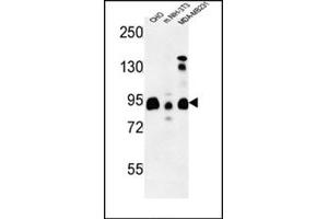 Western blot analysis using SGIP1 Antibody (N-term) Cat.