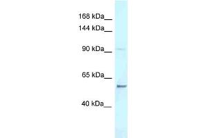 WB Suggested Anti-Aff3 Antibody Titration: 1.