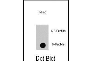 Dot blot analysis of anti-RAF1-p Phospho-specific Pab (R) on nitrocellulose membrane. (RAF1 anticorps  (pSer494))