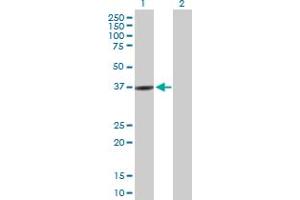 Western Blot analysis of RASIP1 expression in transfected 293T cell line by RASIP1 MaxPab polyclonal antibody.