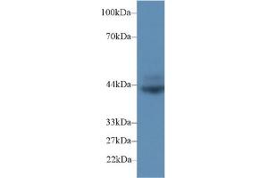 Western blot analysis of Rat Spleen lysate, using Rat CD72 Antibody (2 µg/ml) and HRP-conjugated Goat Anti-Rabbit antibody ( (CD72 anticorps  (AA 126-237))