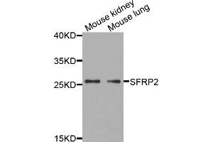 Western blot analysis of extracts of various cell lines, using SFRP2 antibody. (SFRP2 anticorps)