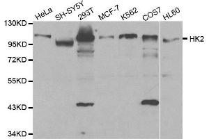 Western blot analysis of extracts of various cell lines, using HK2 antibody. (Hexokinase 2 anticorps  (AA 1-120))