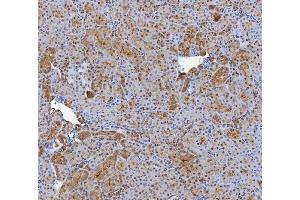 IHC analysis of SHQ1 using anti-SHQ1 antibody (ABIN7599205). (SHQ1 anticorps  (AA 1-277))