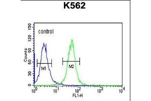 WDR73 Antibody (N-term) (ABIN651490 and ABIN2840265) flow cytometric analysis of K562 cells (right histogram) compared to a negative control cell (left histogram). (WDR73 anticorps  (N-Term))