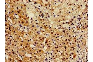 Immunohistochemistry of paraffin-embedded human adrenal gland tissue using ABIN7167566 at dilution of 1:100 (Regucalcin anticorps  (AA 1-299))