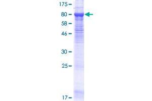Image no. 1 for Cyclic Nucleotide Gated Channel alpha 4 (CNGA4) (AA 1-575) protein (GST tag) (ABIN1349818)