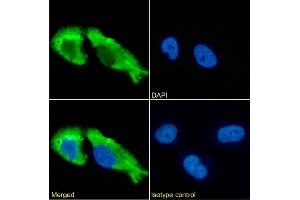 Immunofluorescence staining of fixed U251 cells with anti-GABAR antibody 1F4. (Recombinant gamma-Aminobutyric Acid Receptor Subunit beta (RDL) anticorps)