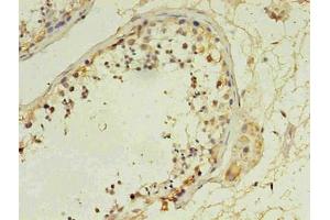 Immunohistochemistry of paraffin-embedded human testis using  in 30 μg/mL dilute concentrations. (CD14 anticorps)