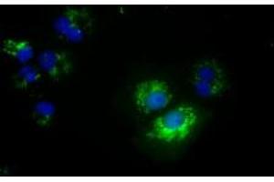 Image no. 1 for anti-NME/NM23 Nucleoside Diphosphate Kinase 4 (NME4) antibody (ABIN1499775) (NME4 anticorps)