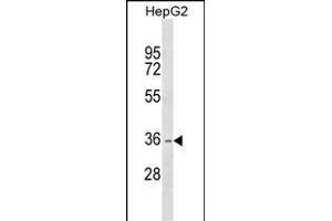 DHRS1 Antibody (Center) (ABIN1537974 and ABIN2849393) western blot analysis in HepG2 cell line lysates (35 μg/lane). (DHRS1 anticorps  (AA 183-209))