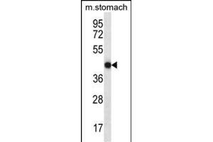 FGD2 Antibody (C-term) (ABIN657115 and ABIN2846263) western blot analysis in mouse stomach tissue lysates (35 μg/lane). (FGD2 anticorps  (C-Term))