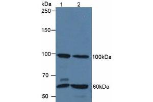 Figure. (QSOX1 anticorps  (AA 394-519))