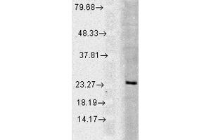 Western blot analysis of Human Cell line lysates showing detection of Rab5 protein using Rabbit Anti-Rab5 Polyclonal Antibody . (RAB5 anticorps  (Biotin))