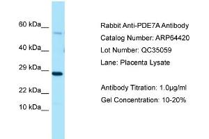 Western Blotting (WB) image for anti-phosphodiesterase 7A (PDE7A) (C-Term) antibody (ABIN2789834)
