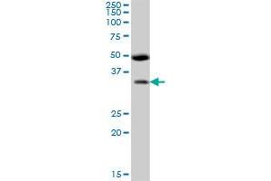 BSND MaxPab polyclonal antibody.