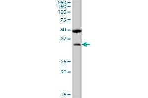 BSND MaxPab polyclonal antibody. (BSND anticorps  (AA 1-320))