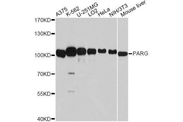 PARG 抗体  (AA 777-976)