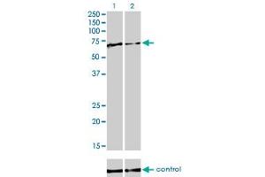 Western Blotting (WB) image for anti-Far Upstream Element (FUSE) Binding Protein 1 (FUBP1) (AA 27-137) antibody (ABIN599075)