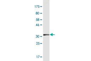 Western Blot detection against Immunogen (33. (MEF2B anticorps  (AA 165-235))