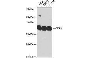 Western blot analysis of extracts of various cell lines, using CDK1 Rabbit mAb (ABIN7266576) at 1:1000 dilution. (CDK1 anticorps)