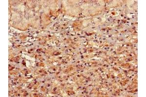 Immunohistochemistry of paraffin-embedded human adrenal gland tissue using ABIN7167713 at dilution of 1:100 (RMND1 anticorps  (AA 35-160))