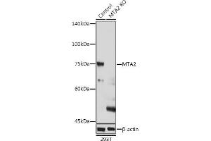 Western blot analysis of extracts of 293T cells, using MT antibody (243) at 1:1000 dilution. (MTA2 anticorps  (AA 60-180))