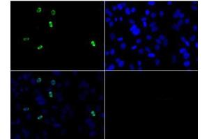 Immunofluorescence Microscopy of Rabbit Anti-Histone H3 [Asym-dimethyl Arg2] Antibody. (Histone 3 anticorps  (H3R2me2a))