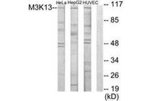 Western blot analysis of extracts from HeLa/HuvEc/HepG2 cells, using M3K13 Antibody.