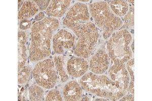 ABIN6267522 at 1/200 staining human kidney tissue sections by IHC-P.