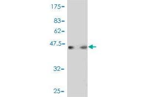 Western Blot detection against Immunogen (46.