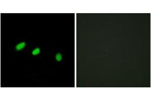 Immunofluorescence (IF) image for anti-Transformer 2 alpha Homolog (TRA2A) (AA 221-270) antibody (ABIN2879149) (TRA2A anticorps  (AA 221-270))